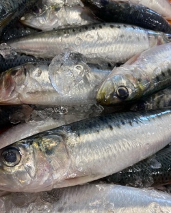 ひもの第4位 真いわしのひもの